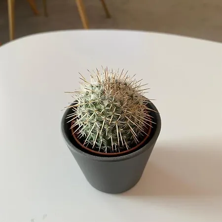 Cactus 021 Appartamento Novi Sad